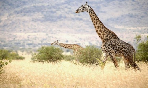 Zdjecie KENIA / Tsavo West / Taita Hills / Safari