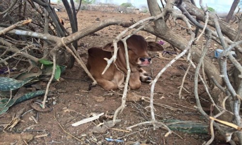 Zdjecie KENIA / Mombasa / Wioska Masajw / Wioska Masajw