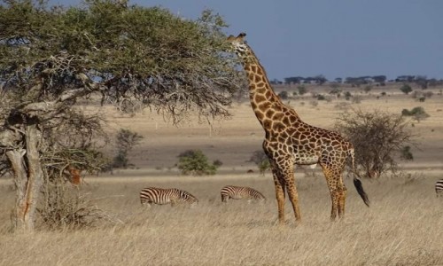 Zdjecie KENIA / - / Kenia  / Kenia Safari 