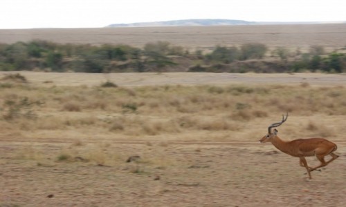 Zdjecie KENIA / masai mara / safari / biegnca antylopa 