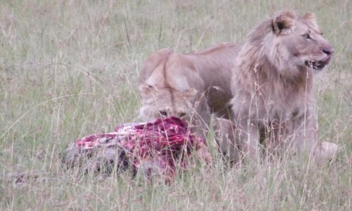 Zdjęcie KENIA / Samburu / Samburu / Posiłek drapieżców