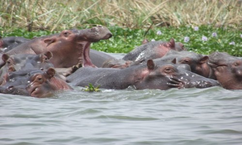 Zdjcie KENIA / Jezioro Naivasha / Jezioro Naivasha / Jestem grony
