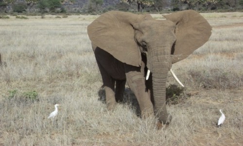 Zdjęcie KENIA / Samburu / Samburu / Król słoni