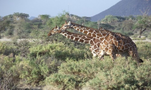 Zdjęcie KENIA / Samburu / Samburu / Kto pierwszy do mety?
