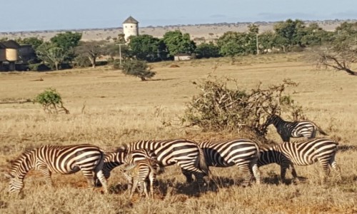 Zdjecie KENIA / Mombasa / Tsavo National Park / Sfari