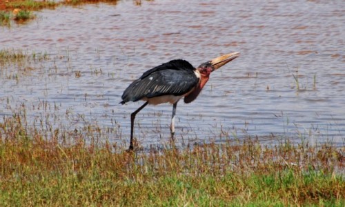 Zdjcie KENIA / Midzy Nairobi a wybrzeem / Park Narodowy Tsavo / Marabut na owach