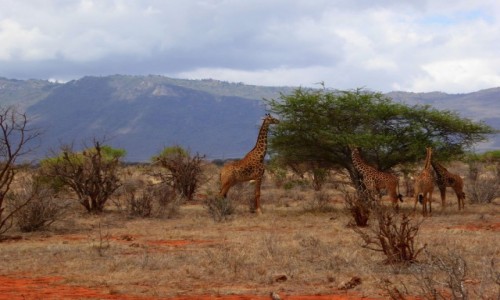 Zdjecie KENIA / - / Tsavo East / Mama yrafa