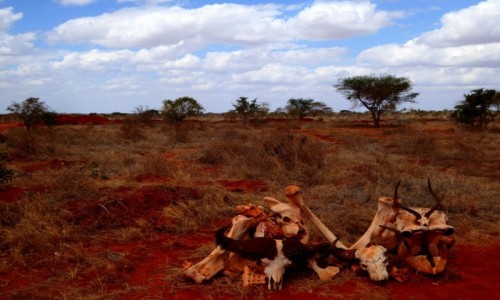 Zdjecie KENIA / - / Tsavo East / Koci zostay rzucone