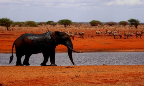 Zdjęcie KENIA / Kenia wschodnia / Tsavo East / Wodopój