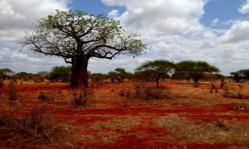 Zdjęcie KENIA / Kenia wschodnia / Tsavo East / Sawanna