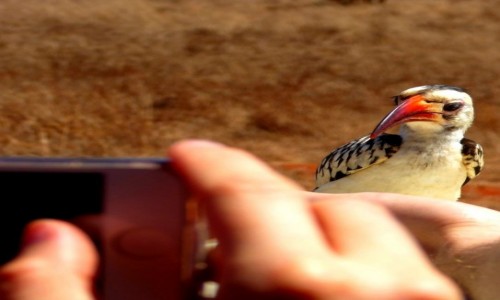 Zdjęcie KENIA / Kenia wschodnia / Tsavo East / Ptasia sesja