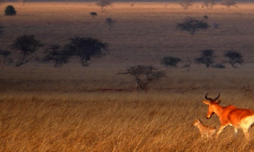 Zdjecie KENIA / Kenia Wschodnia / Tsavo East / Maa antylopa
