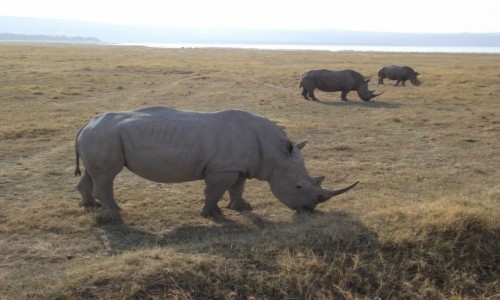 Zdjecie KENIA / Lake Nakuru / Lake Nakuru / Ich ju nie ma