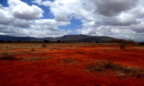 Zdjęcie KENIA / Kenia Wschodnia / Tsavo East / Sawanna