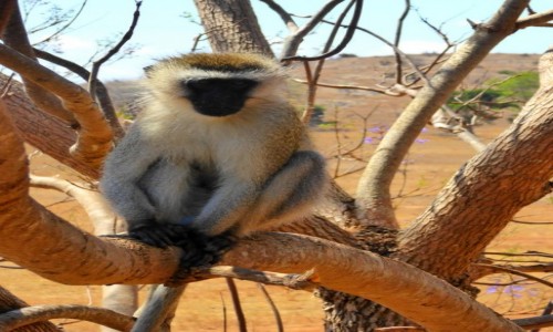 Zdjęcie KENIA / Kenia Wschodnia / Tsavo East / Małpka
