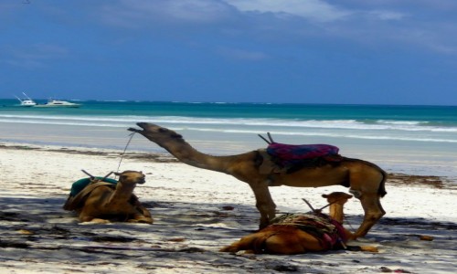 Zdjecie KENIA / Kenia Nadbrzena / Diani Beach / To nie bd, to wielbd.