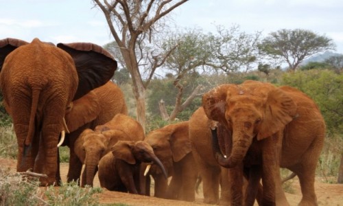 Zdjecie KENIA / kenia / kenia / kenia