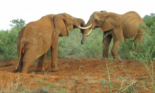 Zdjecie KENIA / kenia / kenia / kenia