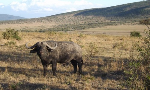 Zdjecie KENIA / kenia / kenia / kenia