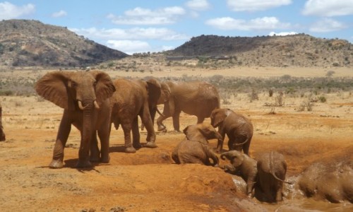 Zdjecie KENIA / kenia / kenia / kenia