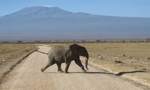 Zdjecie KENIA / kenia / kenia / kenia
