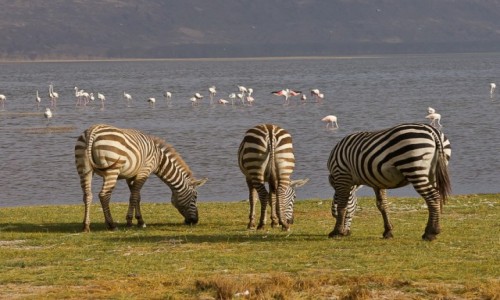 Zdjcie KENIA / Nakuru NP / tame / W 3D