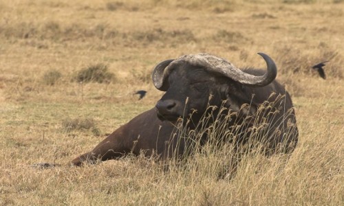 Zdjcie KENIA / Nakuru NP / tame / Drzemicy