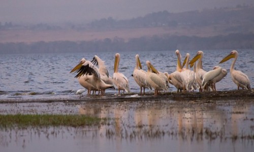 Zdjcie KENIA / Nakuru NP / tame / Przed wieczorem