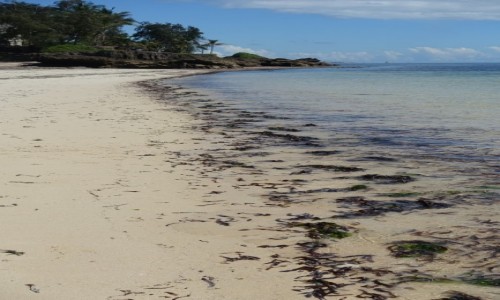 Zdjecie KENIA /  miasto Milindi ,region Kilifi / wybrzee Oceanu Indyjskiego / plae Malindi