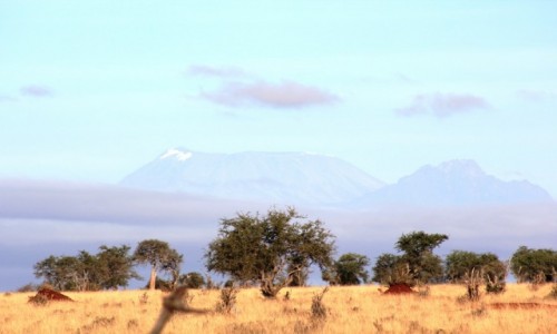 Zdjęcie KENIA / Taita Hills / Taita Hills /