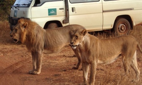 Zdjecie KENIA / Sarova (Taita Hills) / Sarova (Taita Hills) / Safari Sarova (Taita Hills)