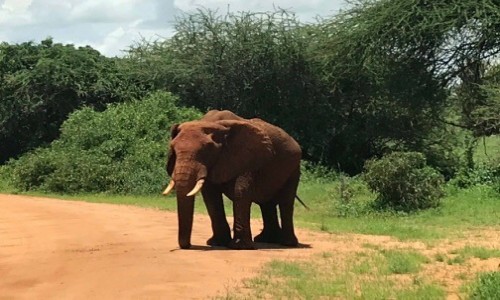 Zdjecie KENIA / Mombasa/Diani/Malindi / Tsavo East / So napotkany dzi w Tsavo East