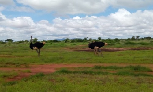 Zdjecie KENIA / Mombasa/Diani/Malindi / Tsavo East / Strusie spotkane dzi w Tsavo East