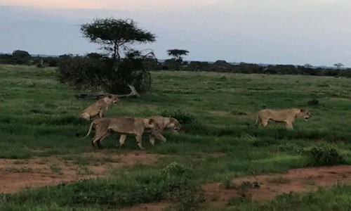 Zdjecie KENIA / Mombasa/Diani/Malindi / Tsavo East / Lwia rodzina na dzisiejszym safari w Tsavo East