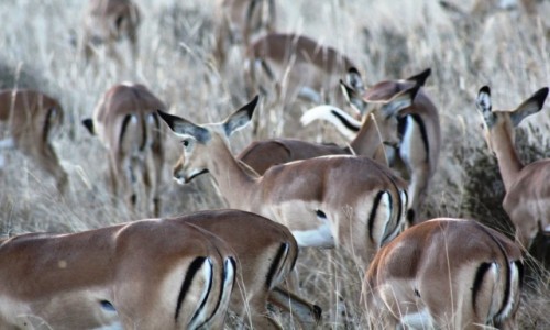 Zdjecie KENIA / Tsavo East / Tsavo East / 