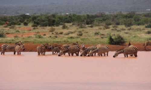 Zdjecie KENIA / - / Tsavo / powitanie z Afryk