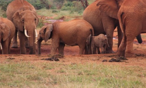 Zdjecie KENIA / - / Tsavo / powitanie z Afryk