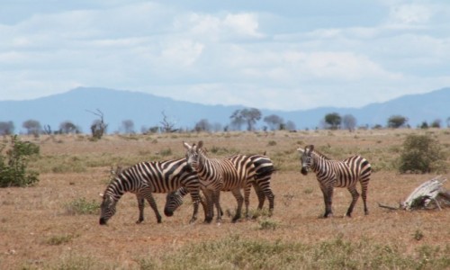 Zdjcie KENIA / Tsavo East / Tsavo East National Park / Kenia - safari