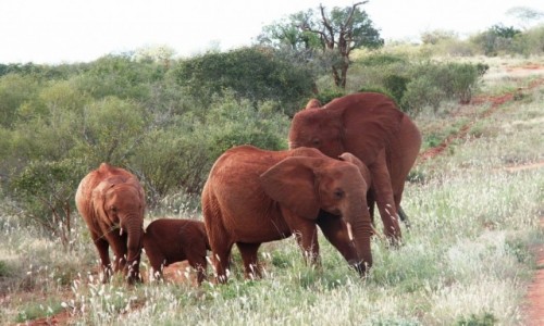 Zdjcie KENIA / Tsavo East / Tsavo East National Park / Kenia - safari