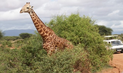 Zdjcie KENIA / Tsavo East / Tsavo East National Park / Kenia - safari