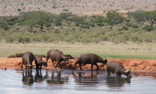 Zdjcie KENIA / Tsavo East / Tsavo East National Park / Kenia - safari