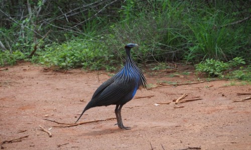 Zdjecie KENIA / na pnoc od trasy Mombasa-Nairobi / Park Narodowy Tsavo East / Perliczka