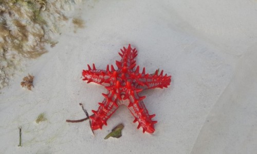 Zdjecie KENIA / wybrzee Mombasy / plaa Diani / rozgwiazda