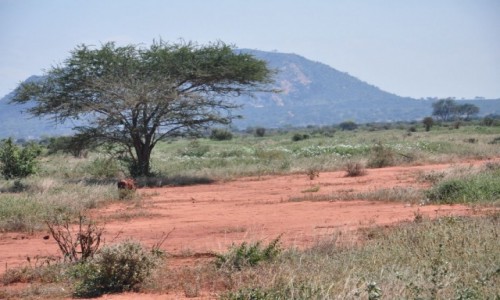Zdjecie KENIA / Tasavo Park / Tasavo Park / Safaryjskie pi�kno