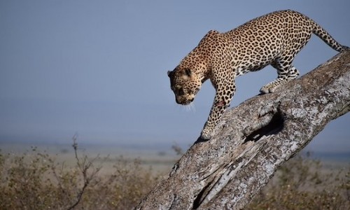 Zdjcie KENIA / coast / tsavo / kenii safari