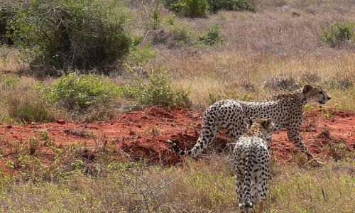 Zdjcie KENIA / Kenia wschodnia / Tsavo East National Park / Gepardy