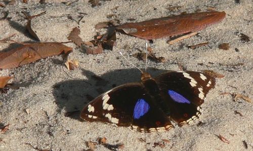 Zdjęcie KENIA / Kenia wschodnia / Arabuko Sokoke Forest / Motyl