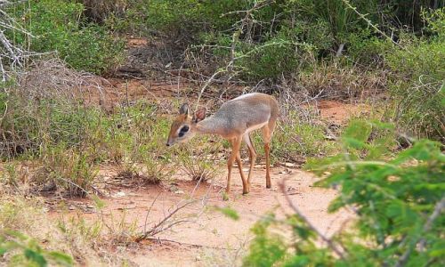 Zdjcie KENIA / Kenia wschodnia / Tsavo East National Park / Dikdik