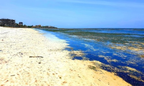 Zdjęcie KENIA / Mombasa / Mombasa / Plaża Ocean Indyjski