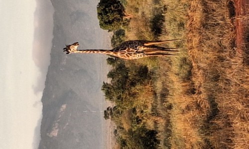 Zdjecie KENIA / -parki narodowe / Kenia / Kenia